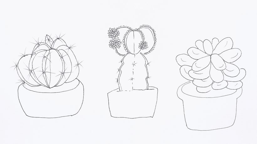 Ilustración naturalista: cactus y suculentas