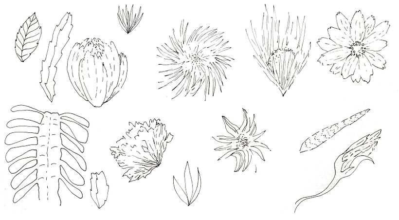 Ilustración naturalista: cactus y suculentas / flores