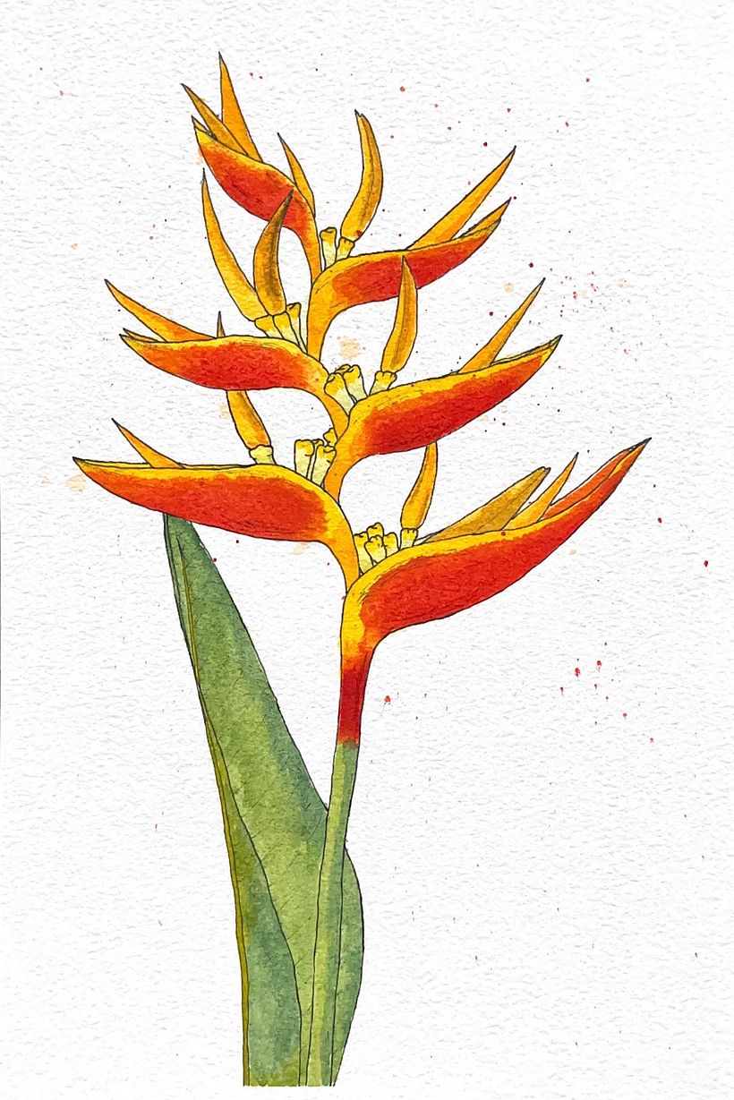 My project for course: Botanical Sketchbooking: A Meditative Approach 5