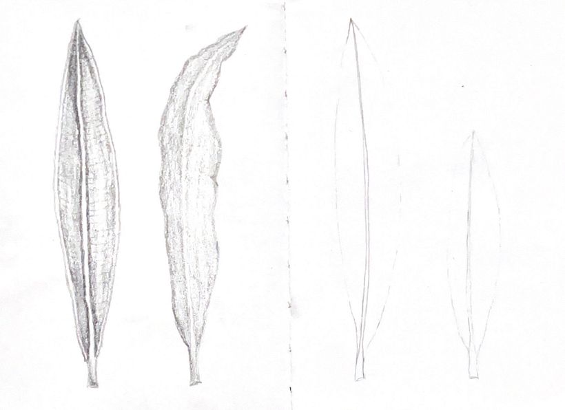 My project for course: Realistic Botanical Watercolor Drawing 1