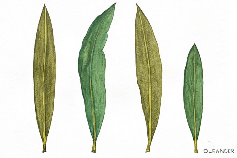 My project for course: Realistic Botanical Watercolor Drawing 3