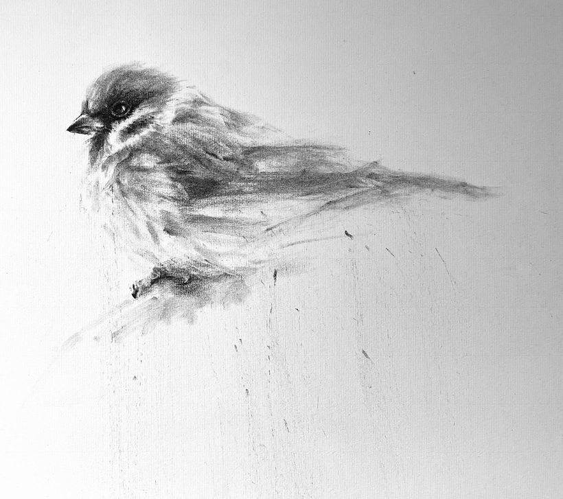 Find a Simple Subject and Draw It：sparrow