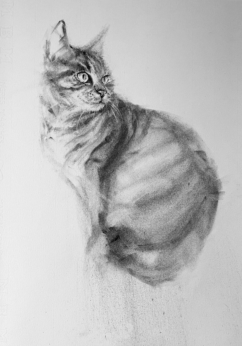 Final project 1 : cat