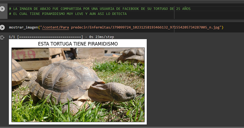Clasificador de Tortugas con Piramidismo #Python #DeepLearning #InteligenciaArtificial 2