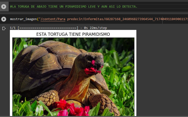 Clasificador de Tortugas con Piramidismo #Python #DeepLearning #InteligenciaArtificial 3