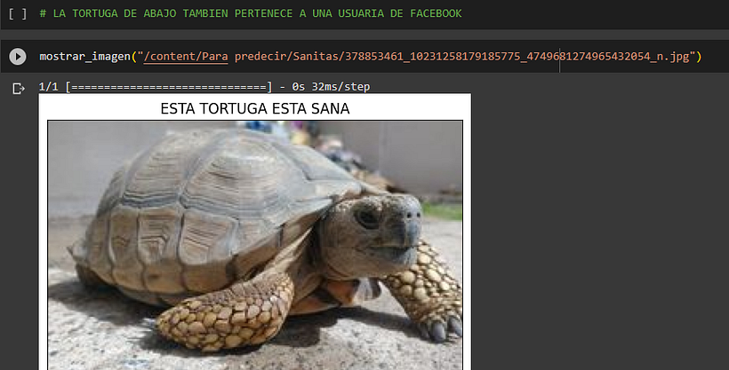 Clasificador de Tortugas con Piramidismo #Python #DeepLearning #InteligenciaArtificial 4