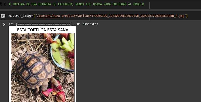 Clasificador de Tortugas con Piramidismo #Python #DeepLearning #InteligenciaArtificial 5