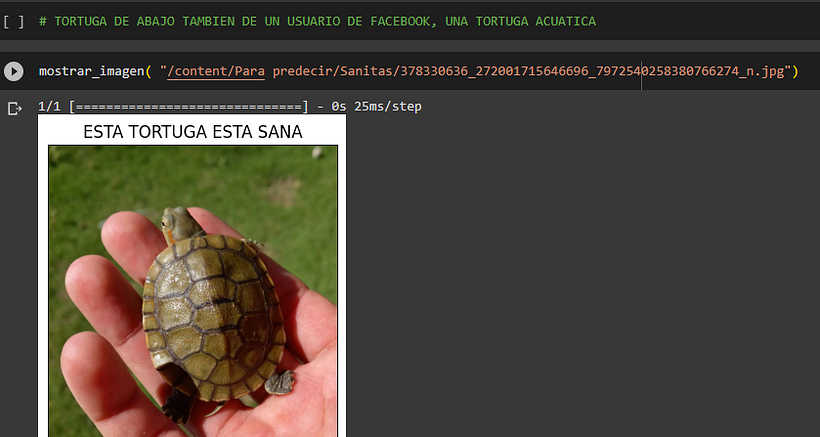 Clasificador de Tortugas con Piramidismo #Python #DeepLearning #InteligenciaArtificial 6