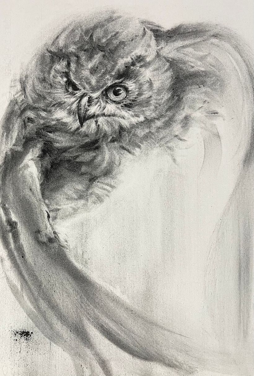 Final project 3 :  owl