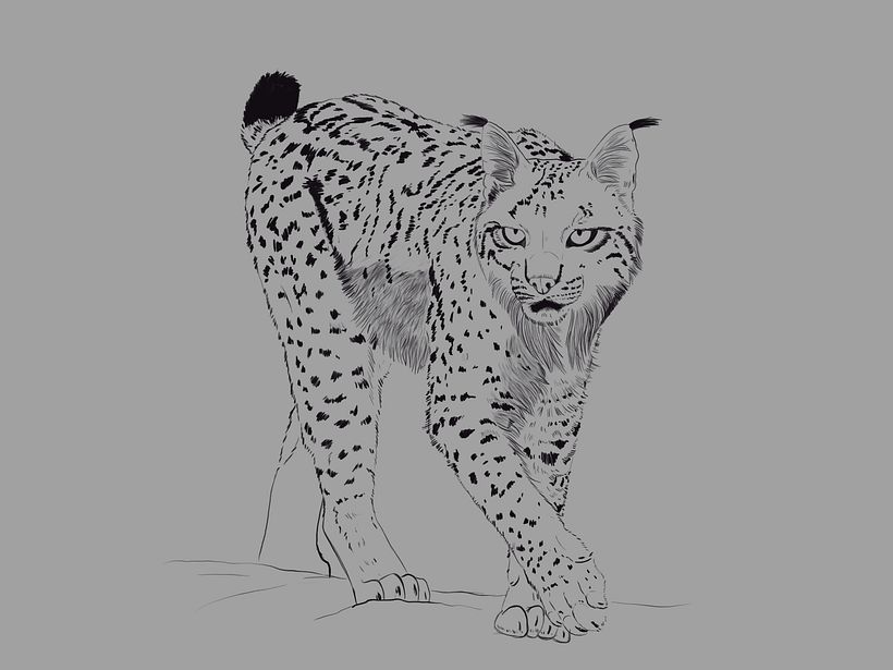 Dibujo preliminar / Preliminary drawing