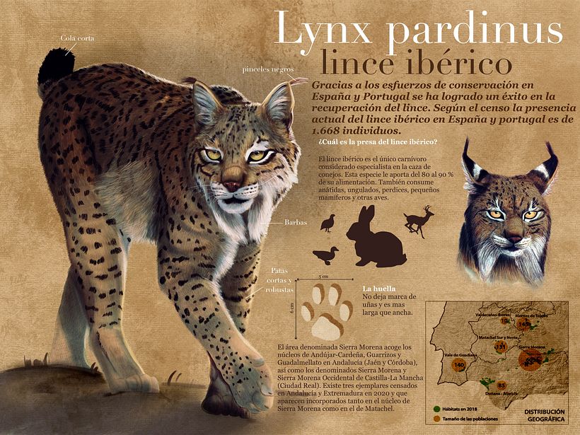 Infografía / Infographics