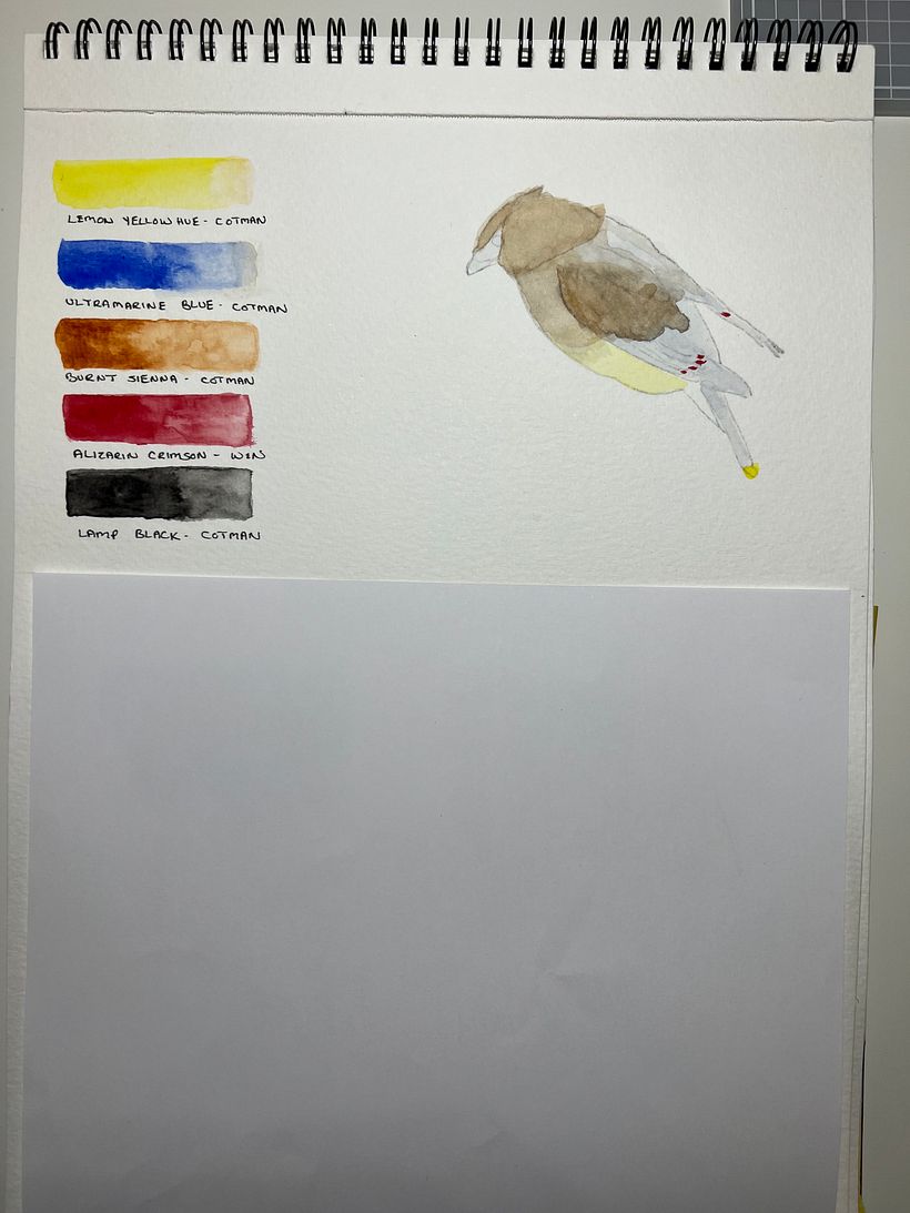 My project for course: Artistic Watercolor Techniques for Illustrating Birds 6