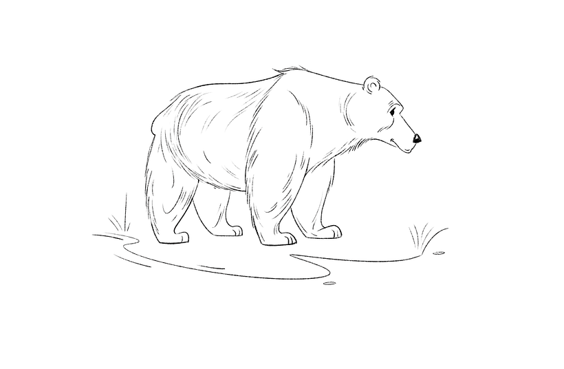 how to draw a bear tutorial