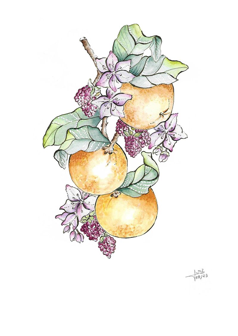 Proyecto Naranjas y frambuesas