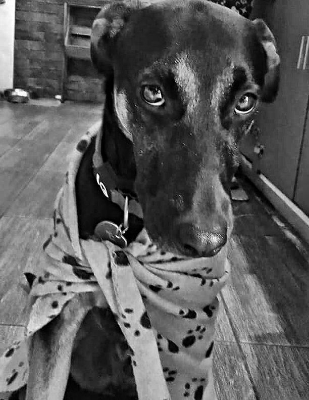 Mi mascota Jack con mucho frio y triste por no poder salir a un jardín mojado.