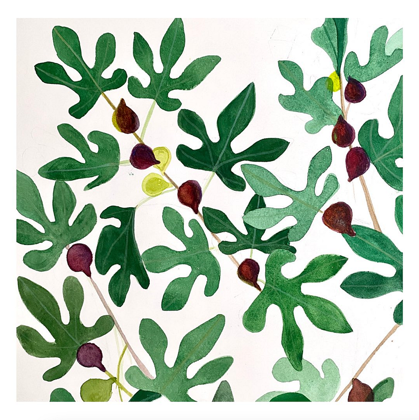 Fig Tree  2