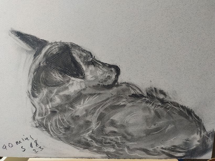 My project for course: Animal Illustration with Charcoal and Ink. Furry Family  4