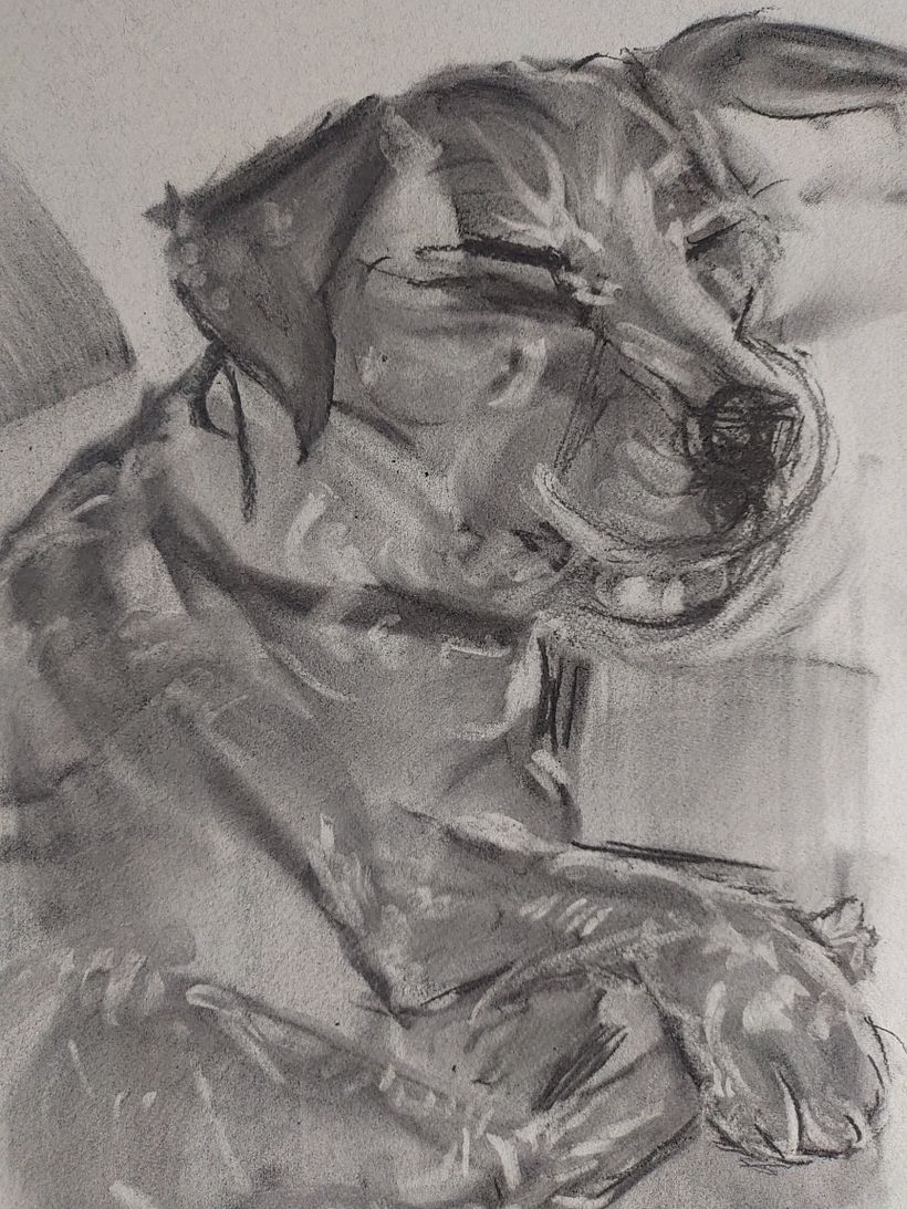My project for course: Animal Illustration with Charcoal and Ink. Furry Family  6