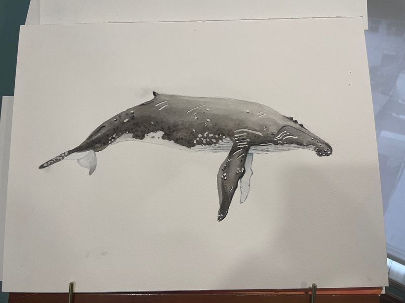 Mi proyecto del curso: Técnicas de ilustración naturalista: ballenas en acuarela 3