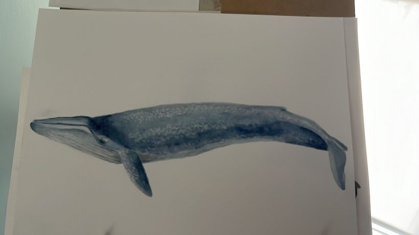 Mi proyecto del curso: Técnicas de ilustración naturalista: ballenas en acuarela 3