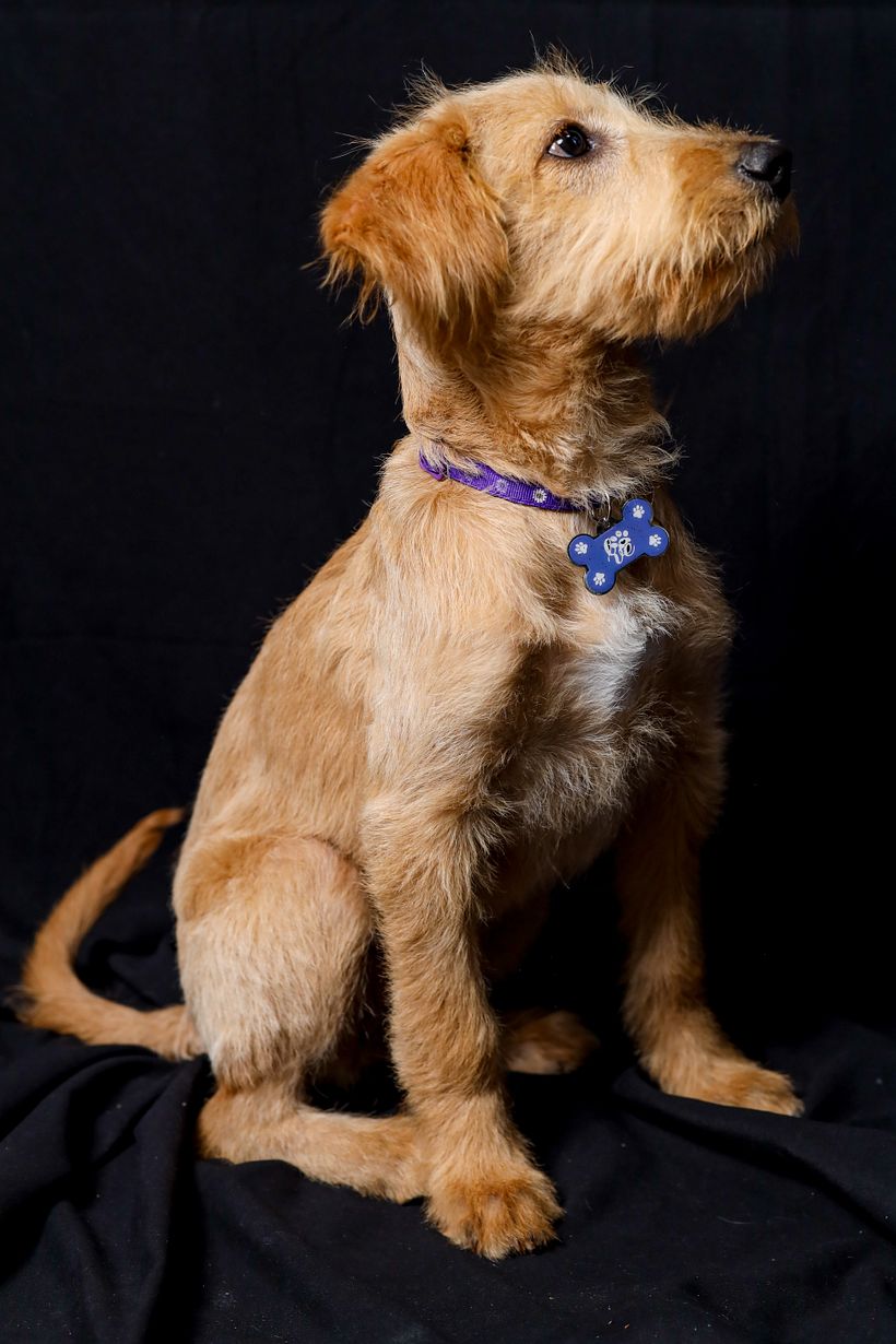 Mi proyecto del curso: Introducción a la fotografía de perros. Alboroto 2