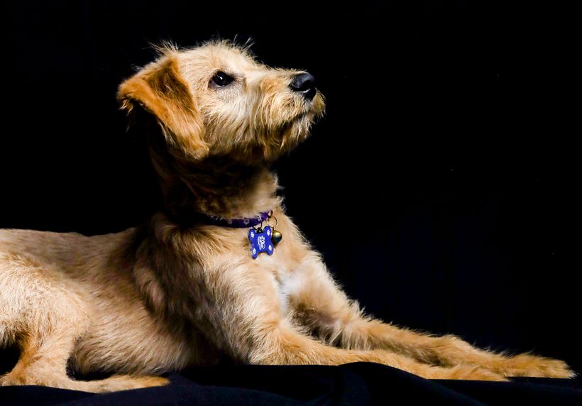 Mi proyecto del curso: Introducción a la fotografía de perros. Alboroto 3