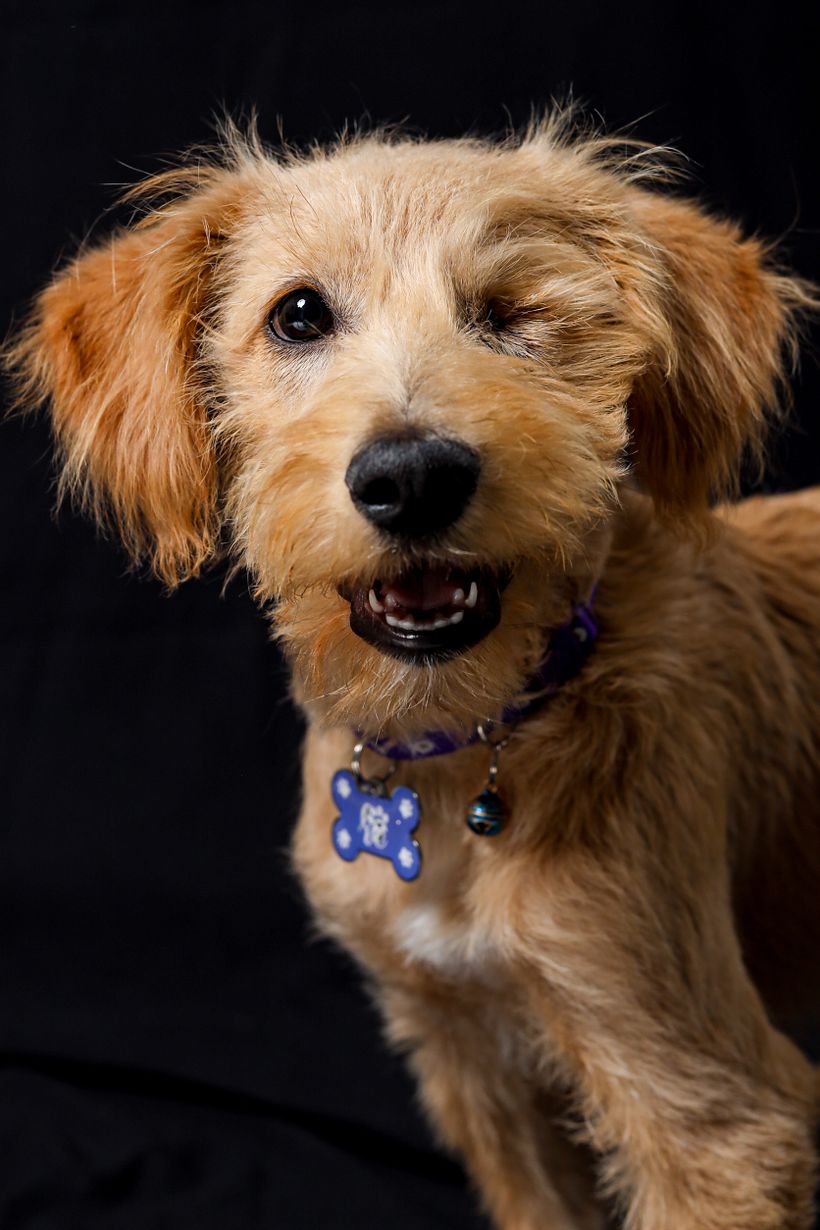 Mi proyecto del curso: Introducción a la fotografía de perros. Alboroto 4