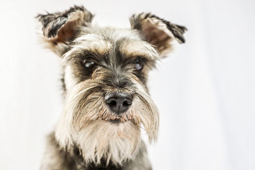 Mi proyecto del curso: Introducción a la fotografía de perros. Alboroto 6