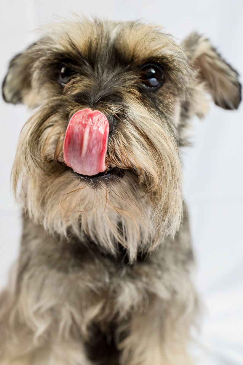 Mi proyecto del curso: Introducción a la fotografía de perros. Alboroto 7