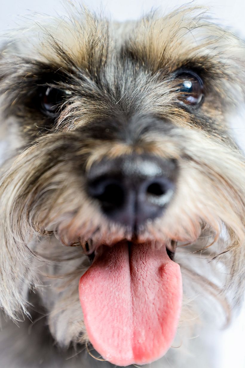 Mi proyecto del curso: Introducción a la fotografía de perros. Alboroto 8