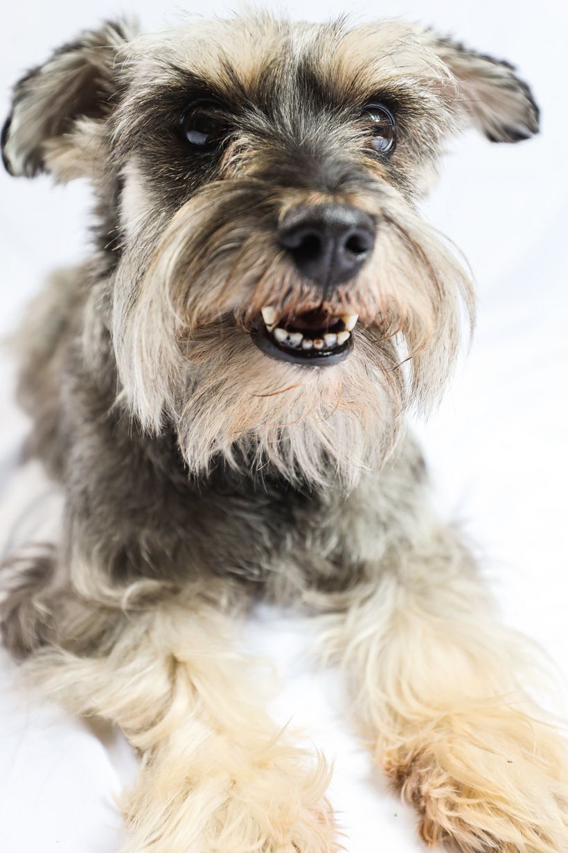 Mi proyecto del curso: Introducción a la fotografía de perros. Alboroto 9