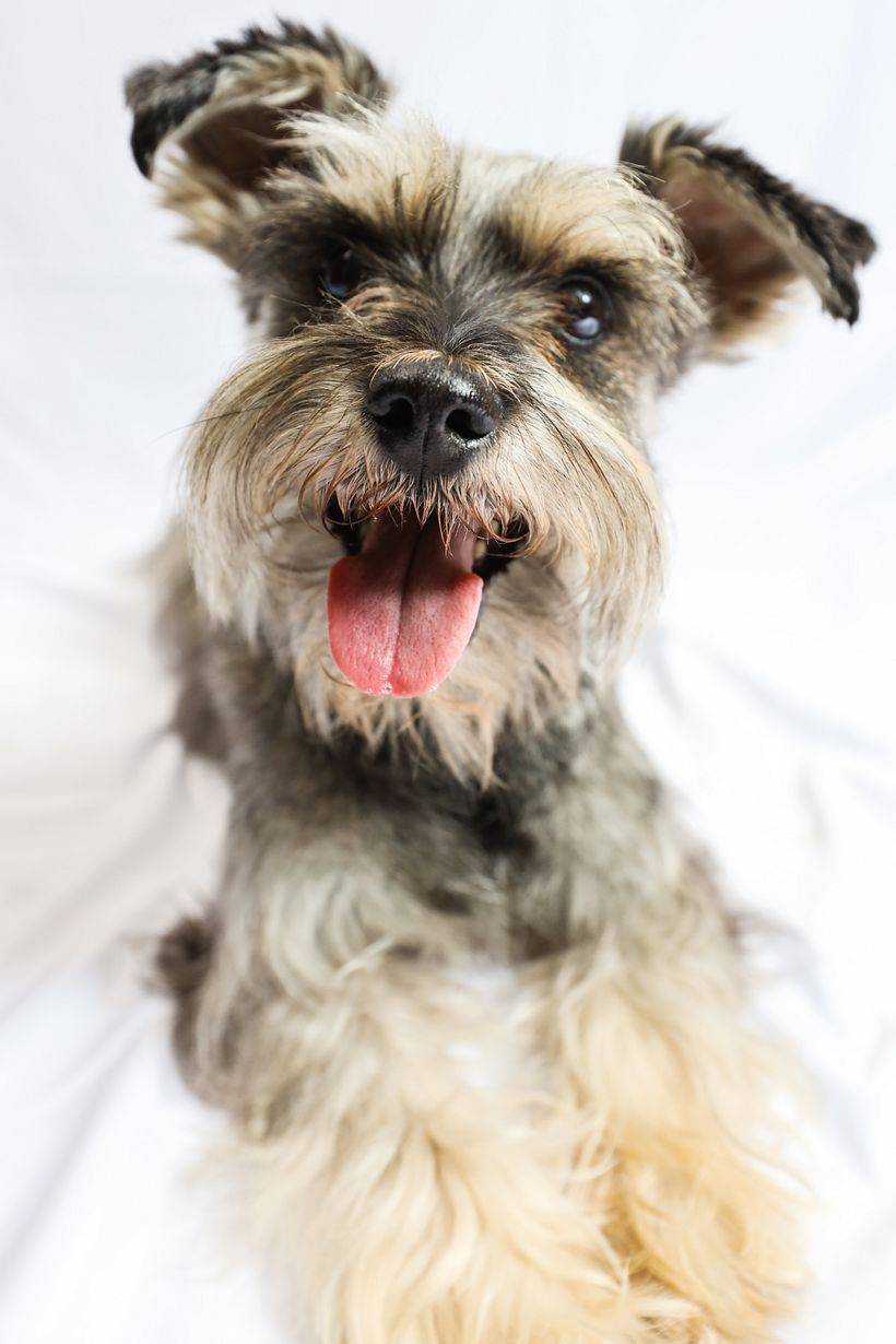 Mi proyecto del curso: Introducción a la fotografía de perros. Alboroto 10