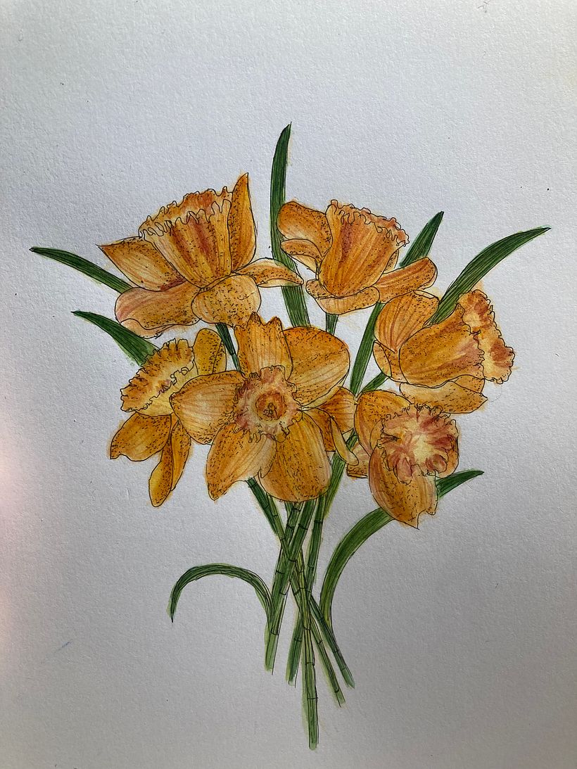 daffodils  5