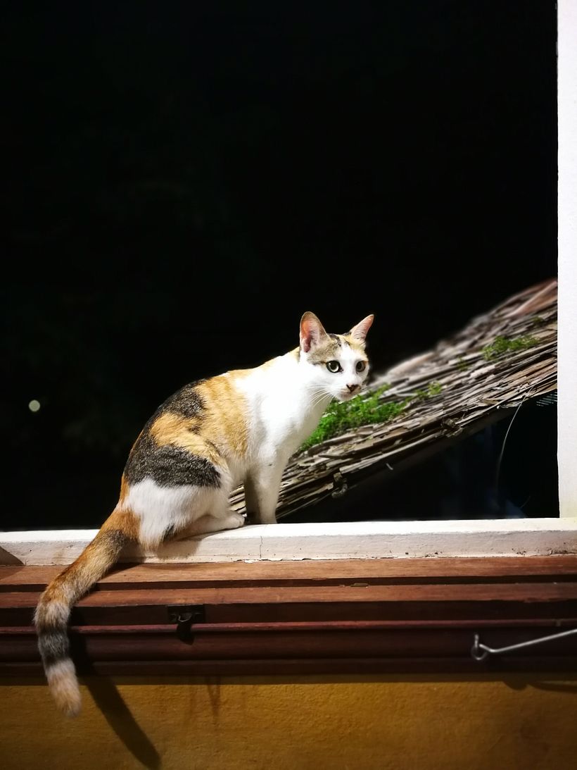 Calicó