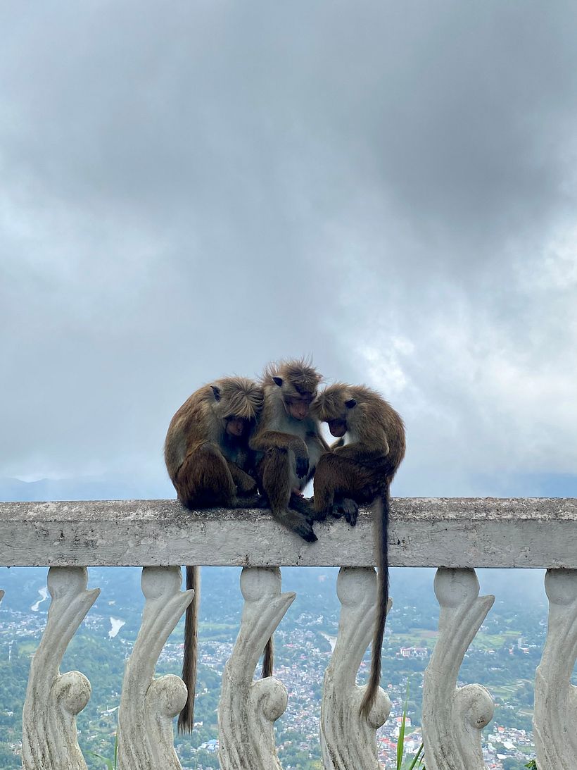 Mixed Media // COVID Monkeys in Sri Lanka 2