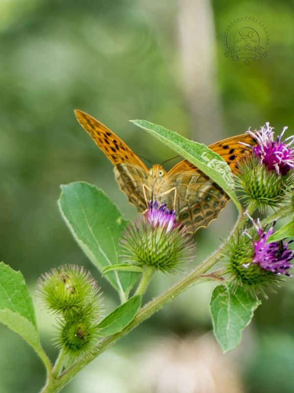Argynnis_paphia_Manuel_Prieto_Picaraza
