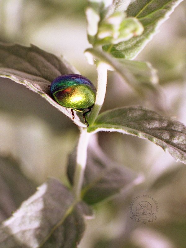 chrysolina_herbacea_03_Manuel_Prieto_Picaraza