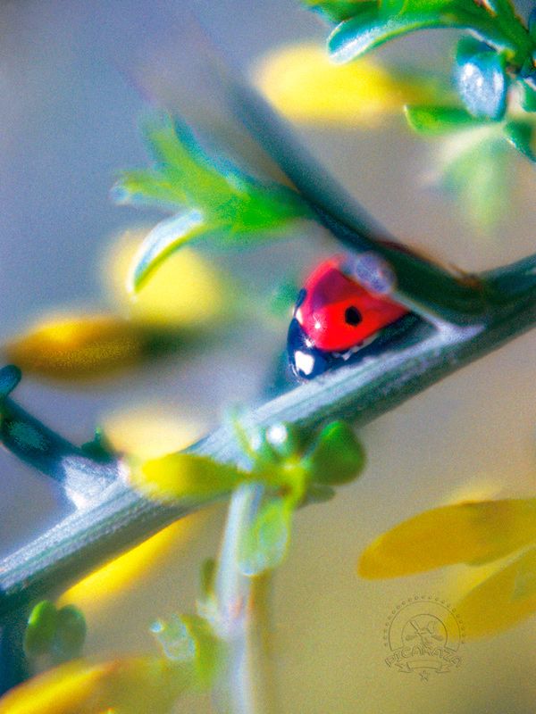 Coccinella-septempunctata_02_Manuel_Prieto_Picaraza
