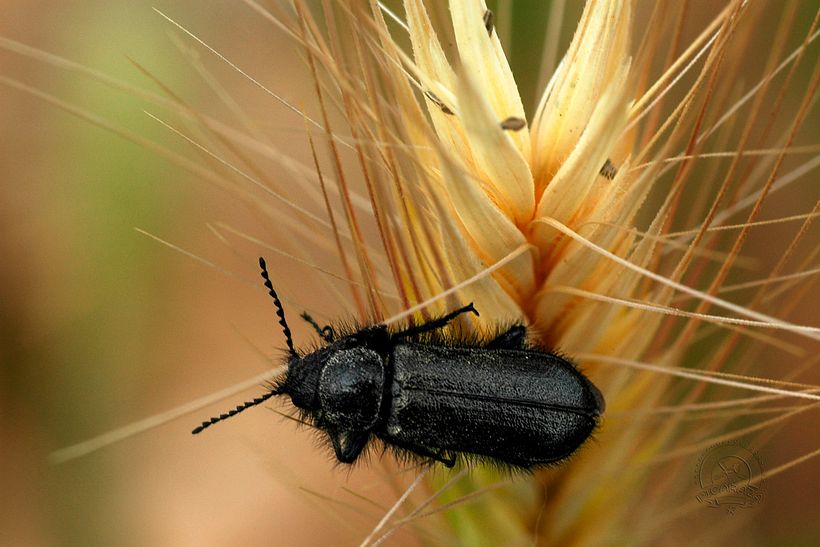 Enicopus_SP_Manuel_Prieto_Picaraza