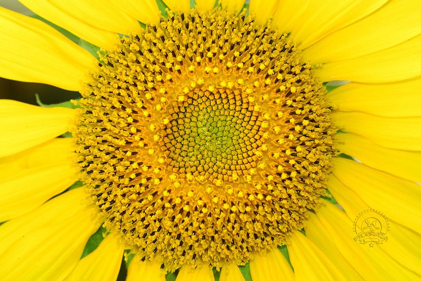 Helianthus_annuus_girasol__Manuel_Prieto_Picaraza