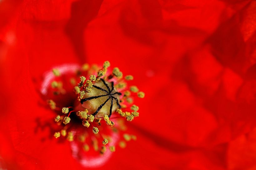 Papaver_Rhoeas_ababol_Manuel_Prieto_Picaraza