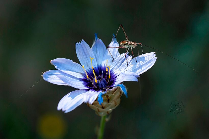 Phaneroptera_nana_06_Manuel_Prieto_Picaraza