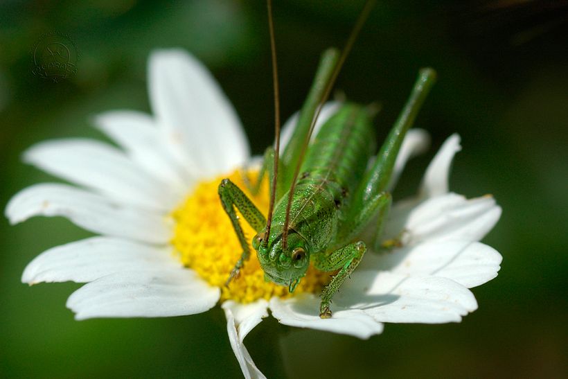 Phaneroptera_nana_07_Manuel_Prieto_Picaraza