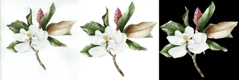 Watercolor tutorial: how to digitize and retouch 3