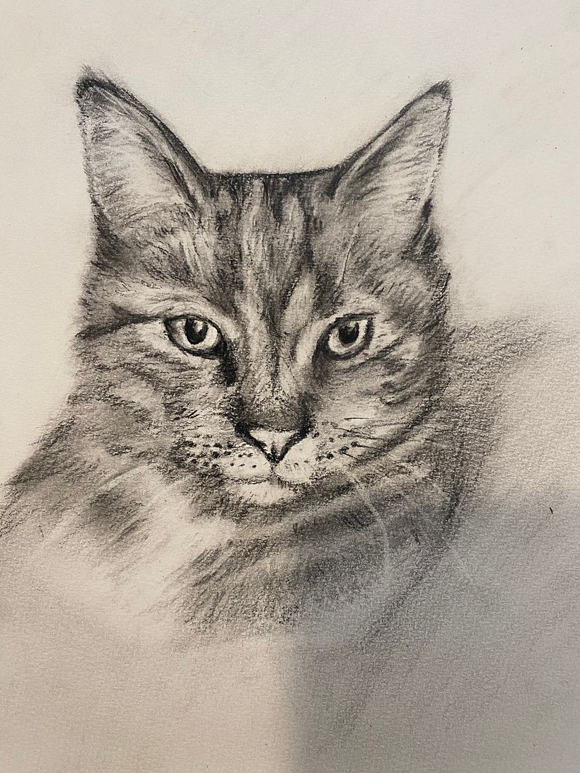 Our cat Kuma 