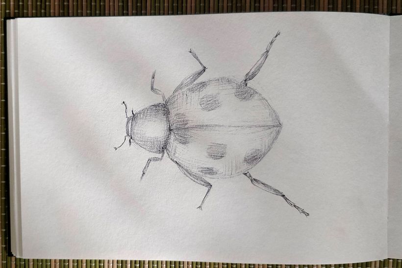 Ladybug to start with
