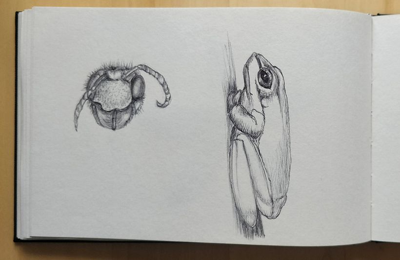 My project for course: Sketchbook Illustration with Pen: Embracing Mistakes 10
