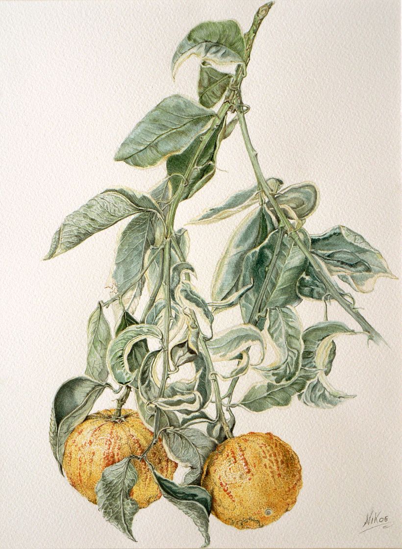 Citrus Aurantium - acquerello