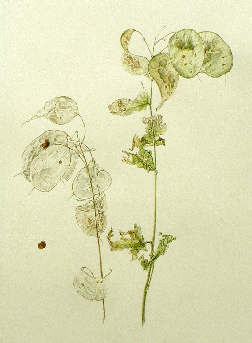 Lunaria - acquerello
