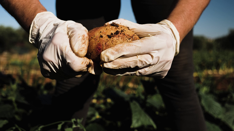 Mercado, O Produtor da nossa Terra 4